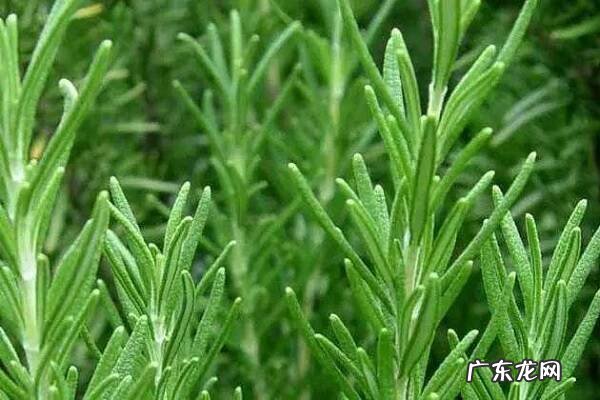 迷迭香是什么迷迭香知识大全