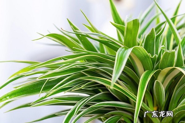 吊兰黄叶掉落怎么办叶子发黄补救解决方法