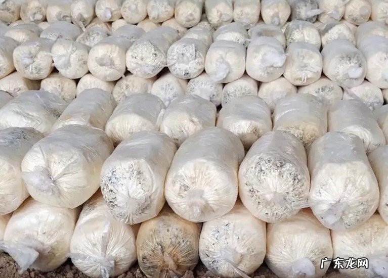 农村收购的玉米芯有什么用途,收走之后干什么了?