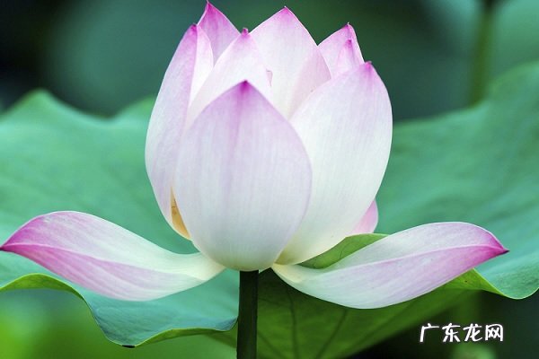 巨蟹座的幸运花和幸运植物是什么