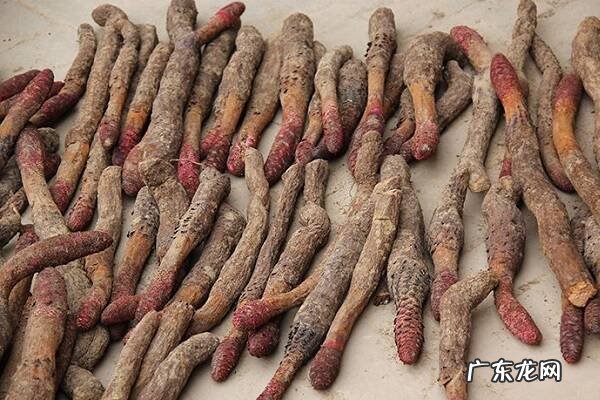 肉苁蓉泡水喝步骤怎么泡效果好