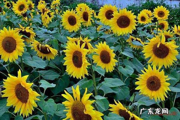 狮子座的幸运花和幸运植物是什么