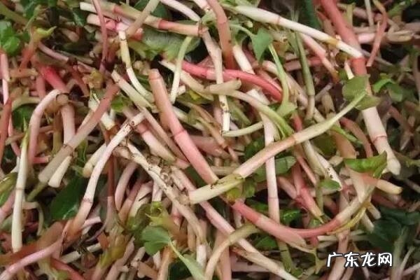 鱼腥草哪种人能吃哪种人不能吃