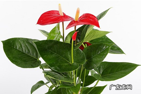 红掌烂根了怎么办根烂怎么处理能救活