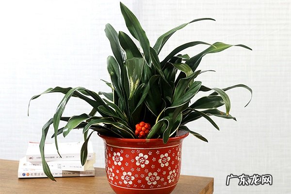 万年青烂根了怎么办根烂怎么处理能救活