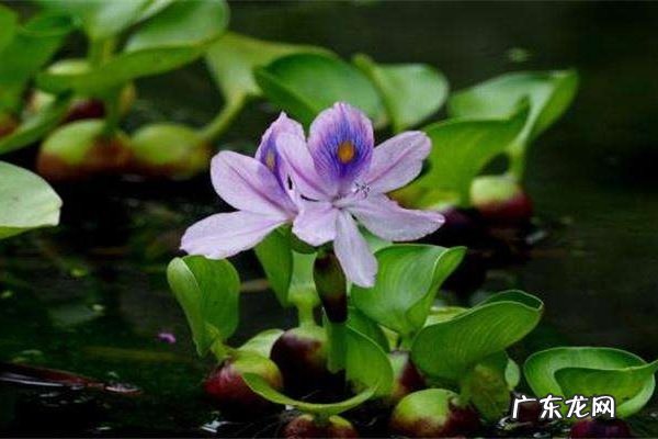 水葫芦怎么养养殖注意事项有哪些