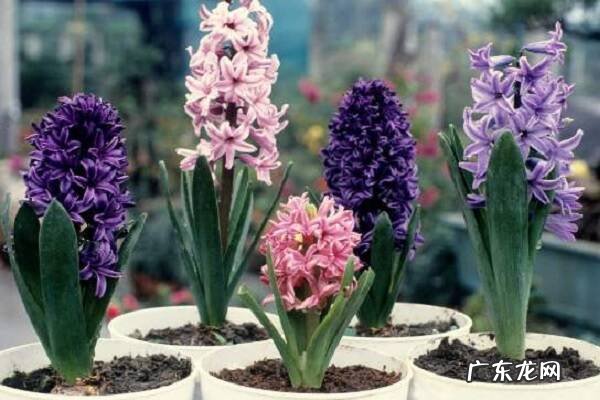 风信子是什么风信子知识大全