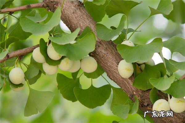 银杏树的叶子像什么怎么养