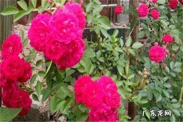 月季花冬天会冻死吗如何安全过冬