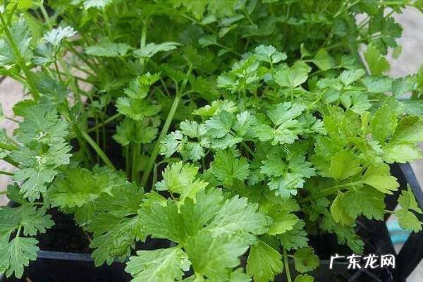 香菜黄叶的原因和处理办法