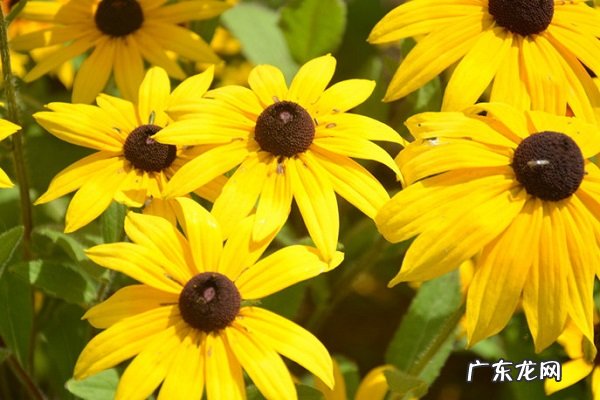 黑心菊黄叶掉落怎么办叶子发黄补救解决方法