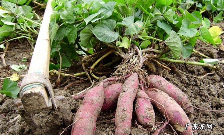 现在新鲜红薯多少钱一斤?红薯如何挑选才好吃?