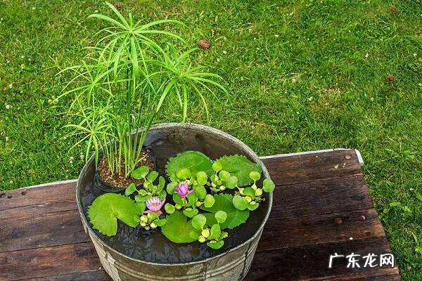 水竹叶子发黄怎么办原因及解决方法是什么