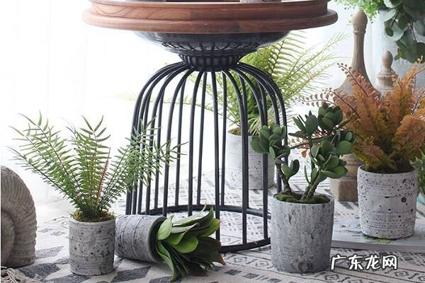 冬季养花需要注意什么事项怎么才能安全过冬