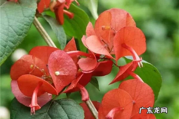 冬红冬天养殖的禁忌注意事项有哪些