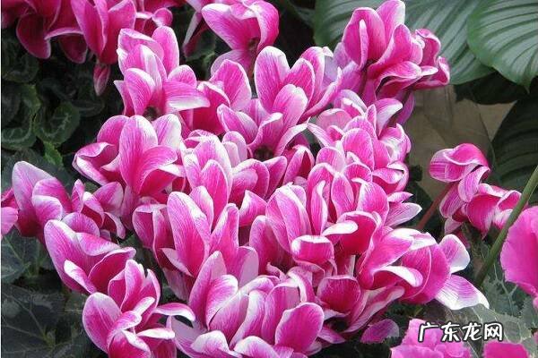 仙客来的冬天养殖禁忌如何安全过冬