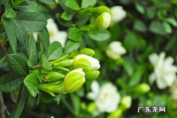 茉莉冬天掉叶子吗安全过冬的方法