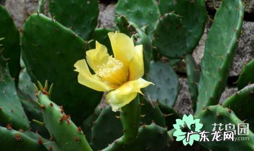 仙人掌的作用与功效