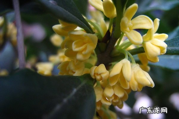 桂花树下雪能冻死吗冬天怕不怕冻