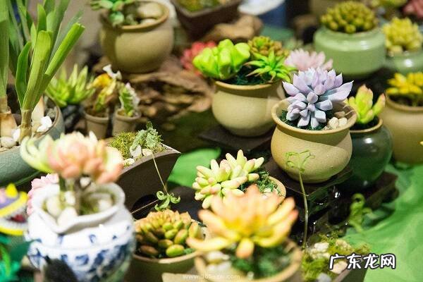 纯沙子养多肉能活吗有哪些好处