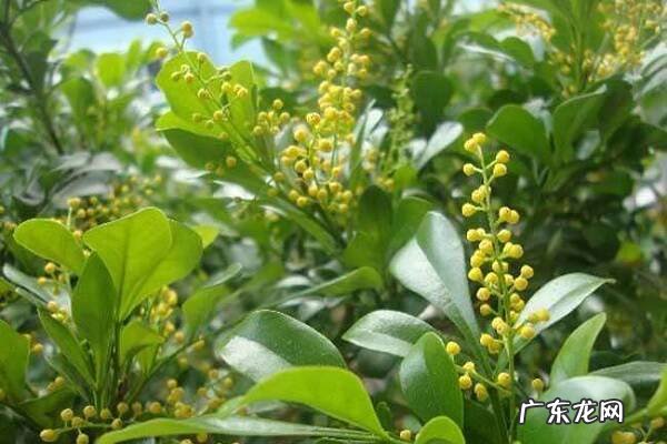 米兰养殖要点有哪些需要满足什么条件