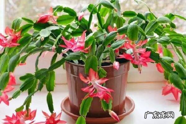 蟹爪兰有花苞施什么肥好施肥注意事项