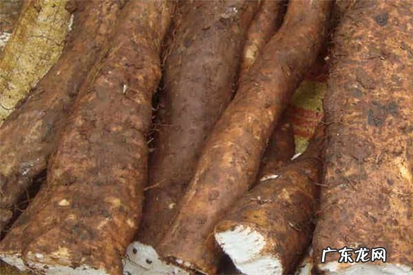 淮山和山药的区别二者有什么不同