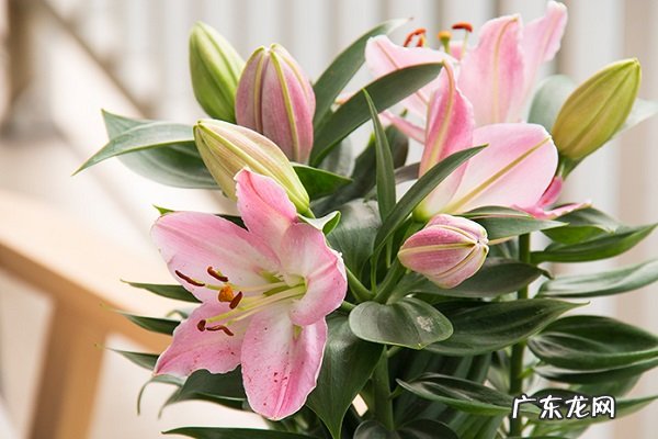 百合底部黄叶掉落怎么办叶子发黄补救解决方法