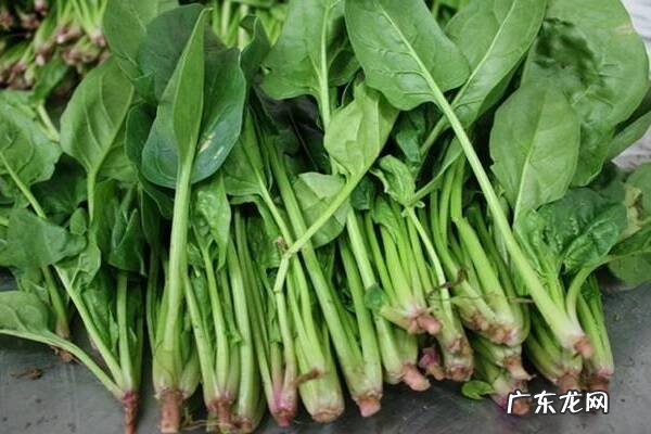 菠菜和虾能一起吃吗同食有什么好处