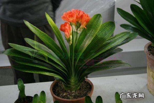 君子兰换盆注意事项冬季可以换吗