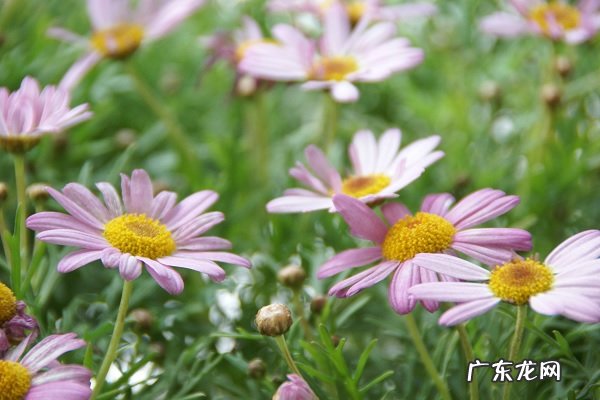水瓶座的幸运花和幸运植物是什么