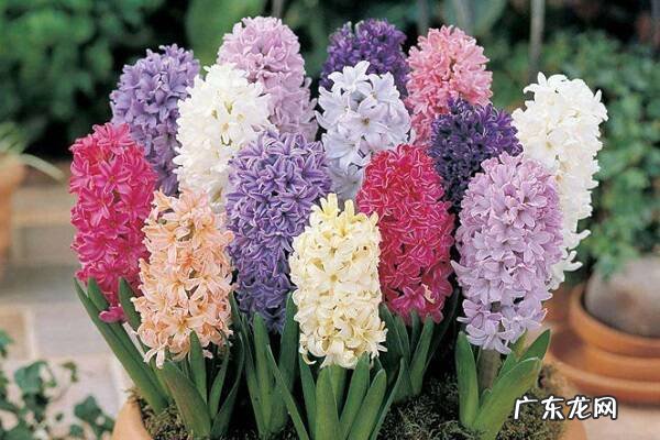 风信子的养殖方法是什么需要注意什么方面