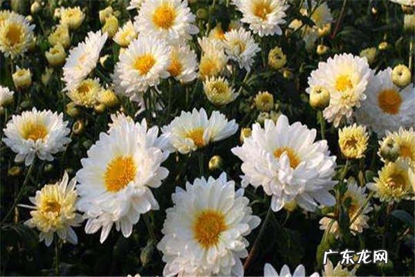 杭白菊的功效与作用有哪些