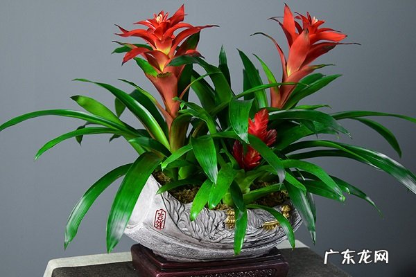 鸿运当头怎么养更茂盛需要满足哪些条件