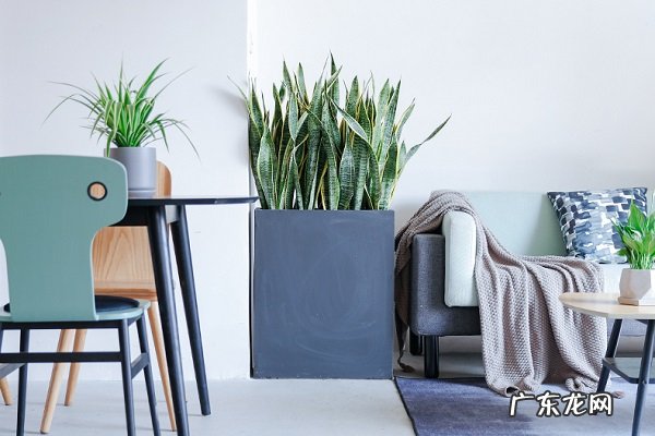 虎皮兰的养殖方法是什么需要满足哪些条件