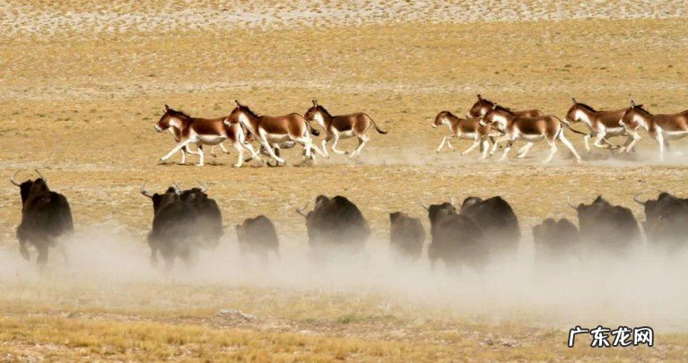 巴音郭楞蒙古自治州你了解吗?巴州有着众多的中国之最