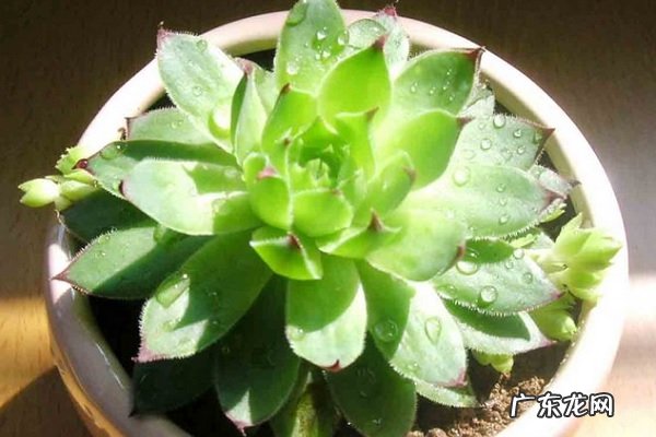 观音莲爆盆后要分株吗