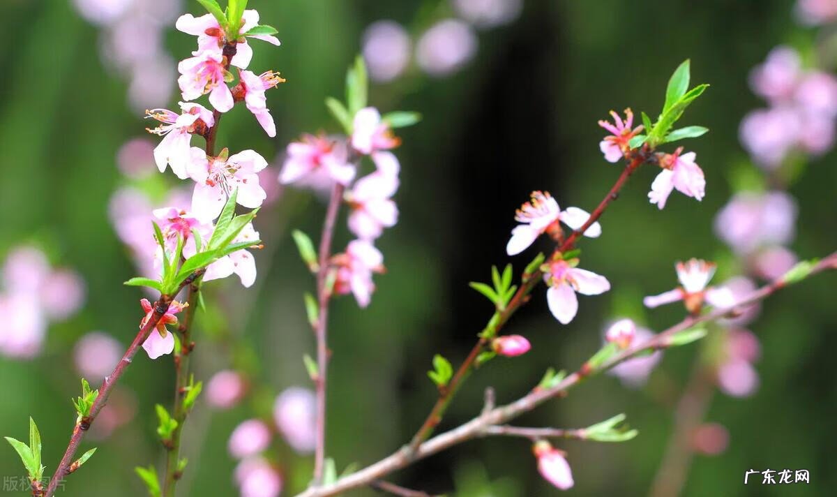 白居易简介20字 白居易的简介资料