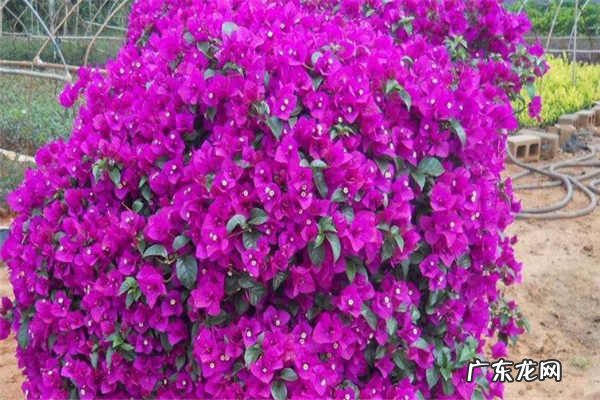 春天开的花有哪些种类都有什么