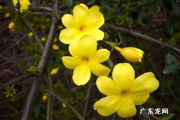 盆栽迎春冬季需要浇水吗冬天如何养护