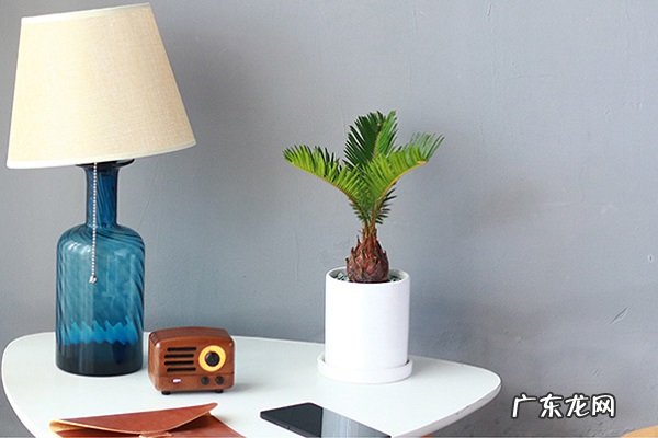 铁树叶子发黄是怎么回事有哪些解决方法