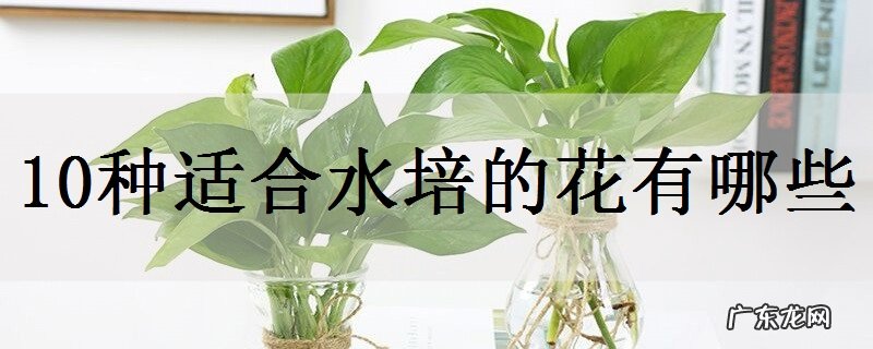 10种适合水培的花有哪些