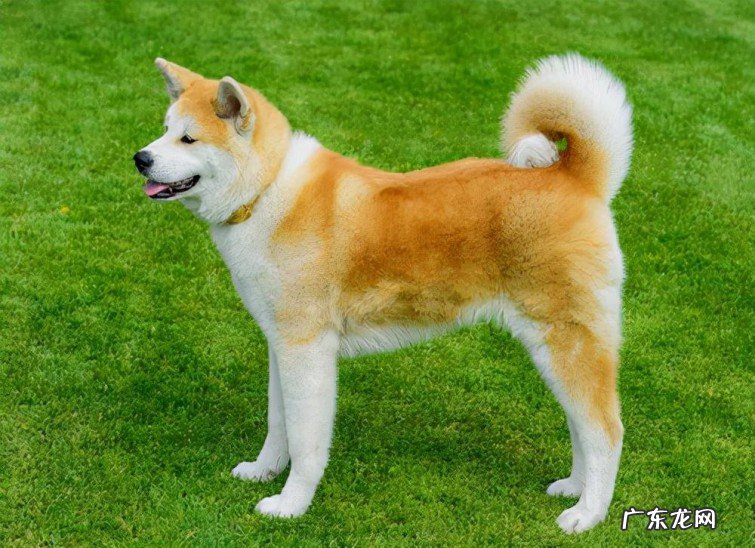 最聪明的犬种排名名单 最贵的宠物狗有哪些品种