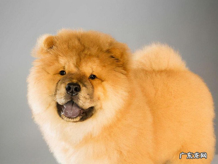 最聪明的犬种排名名单 最贵的宠物狗有哪些品种