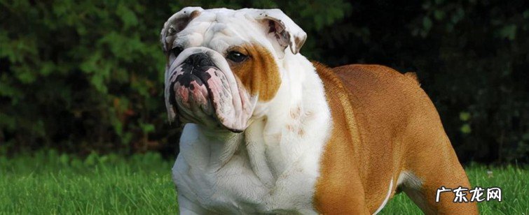 最聪明的犬种排名名单 最贵的宠物狗有哪些品种