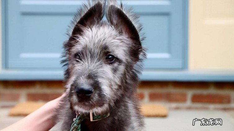 最聪明的犬种排名名单 最贵的宠物狗有哪些品种