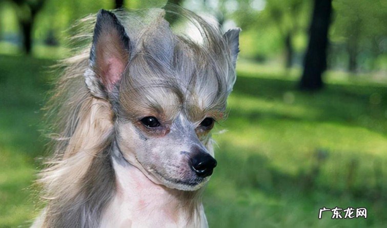 最聪明的犬种排名名单 最贵的宠物狗有哪些品种