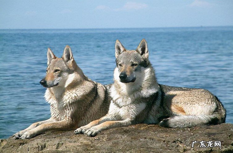 最聪明的犬种排名名单 最贵的宠物狗有哪些品种