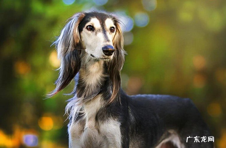 最聪明的犬种排名名单 最贵的宠物狗有哪些品种