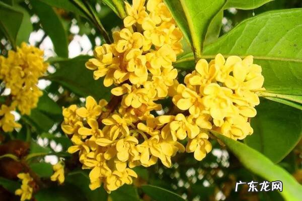 四季桂花叶尖老是发焦怎么解决